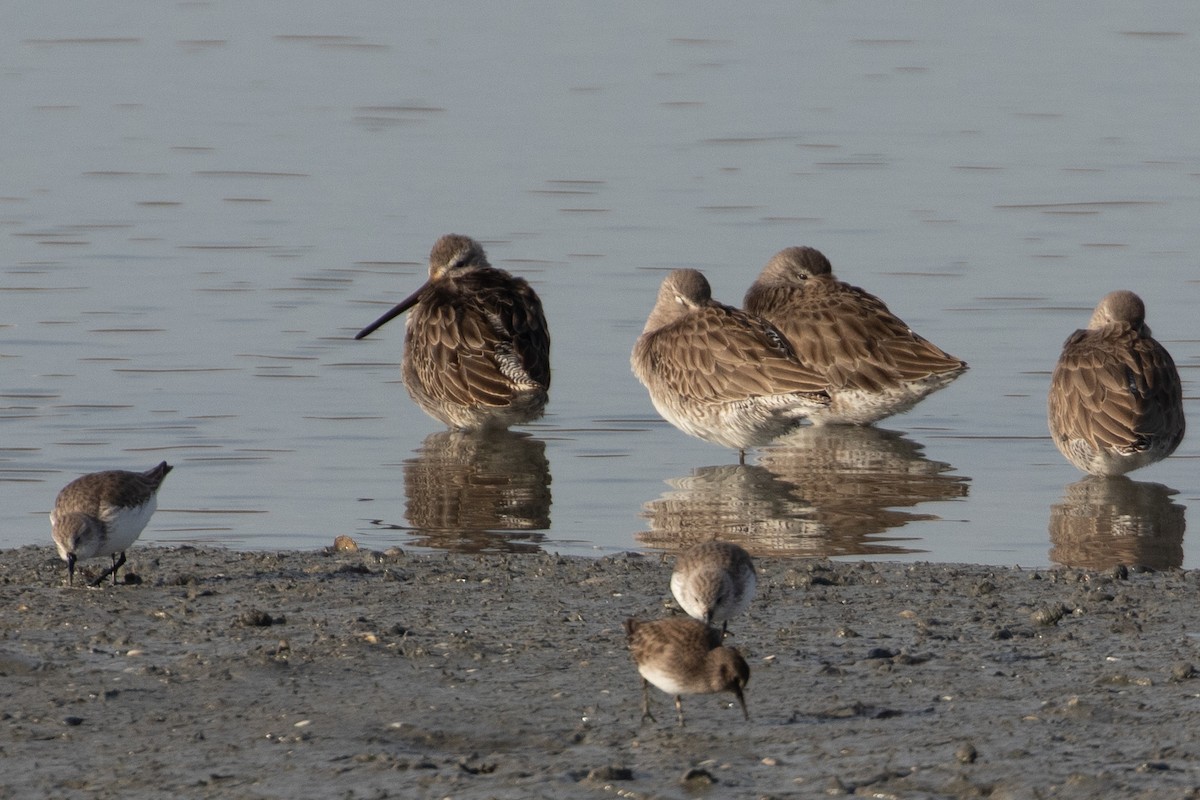 slukovec dlouhozobý - ML644389528