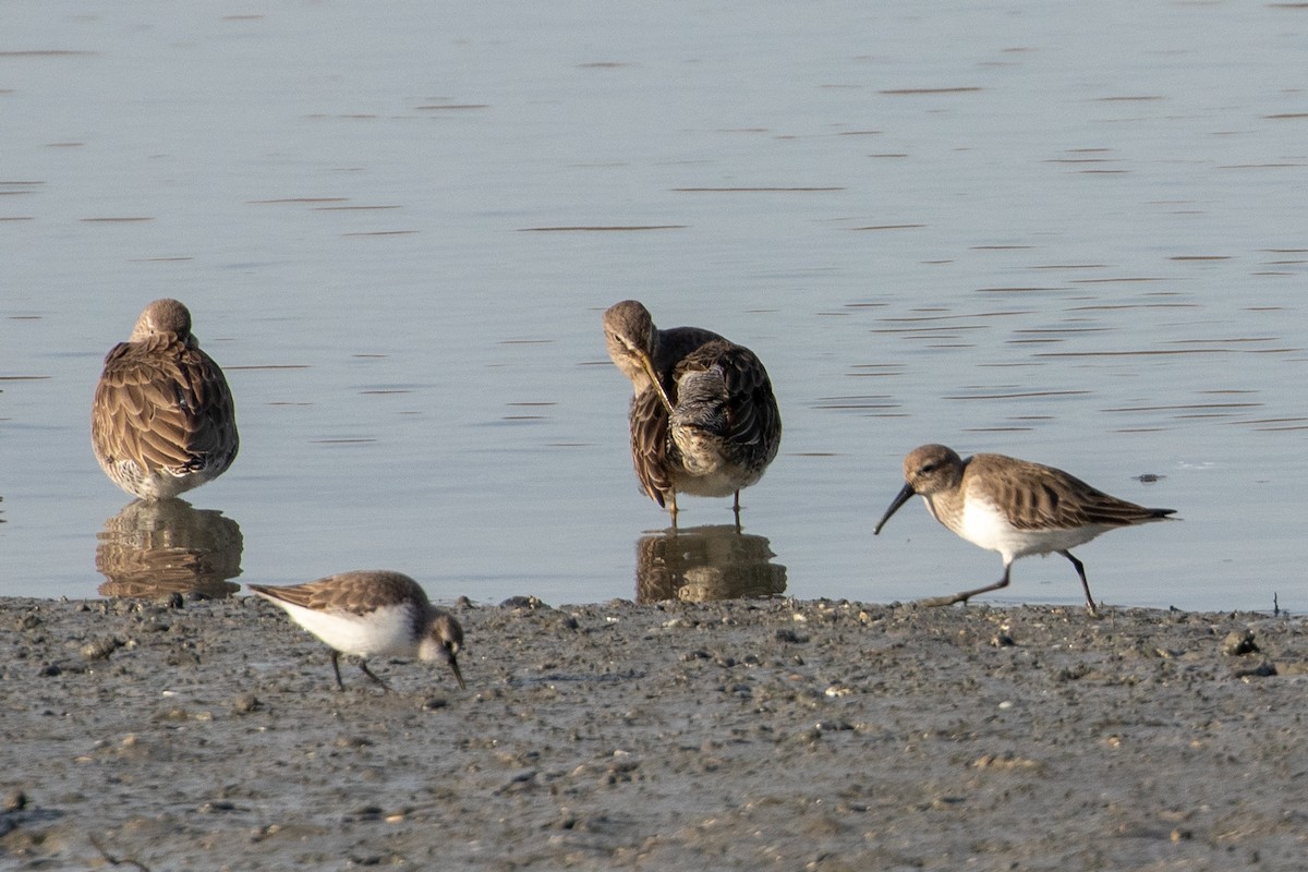 slukovec dlouhozobý - ML644389529