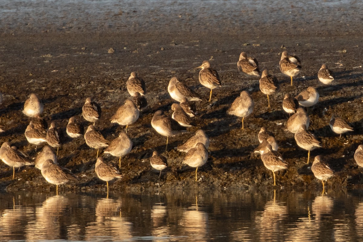 slukovec dlouhozobý - ML644389530