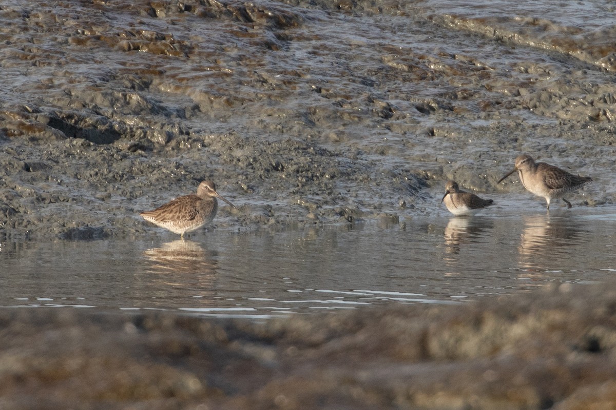 slukovec dlouhozobý - ML644389531