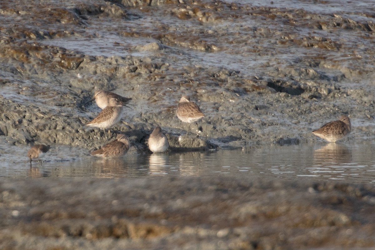 slukovec dlouhozobý - ML644389532