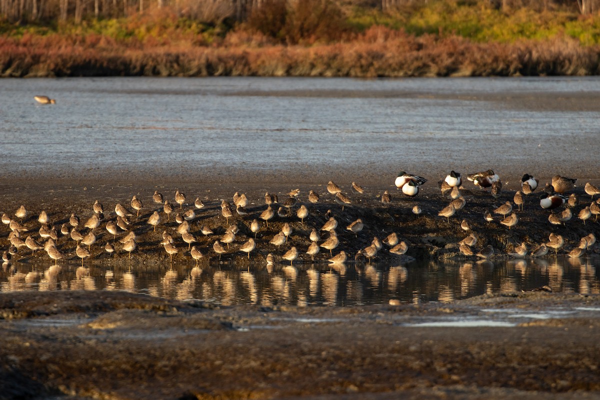 slukovec dlouhozobý - ML644389533