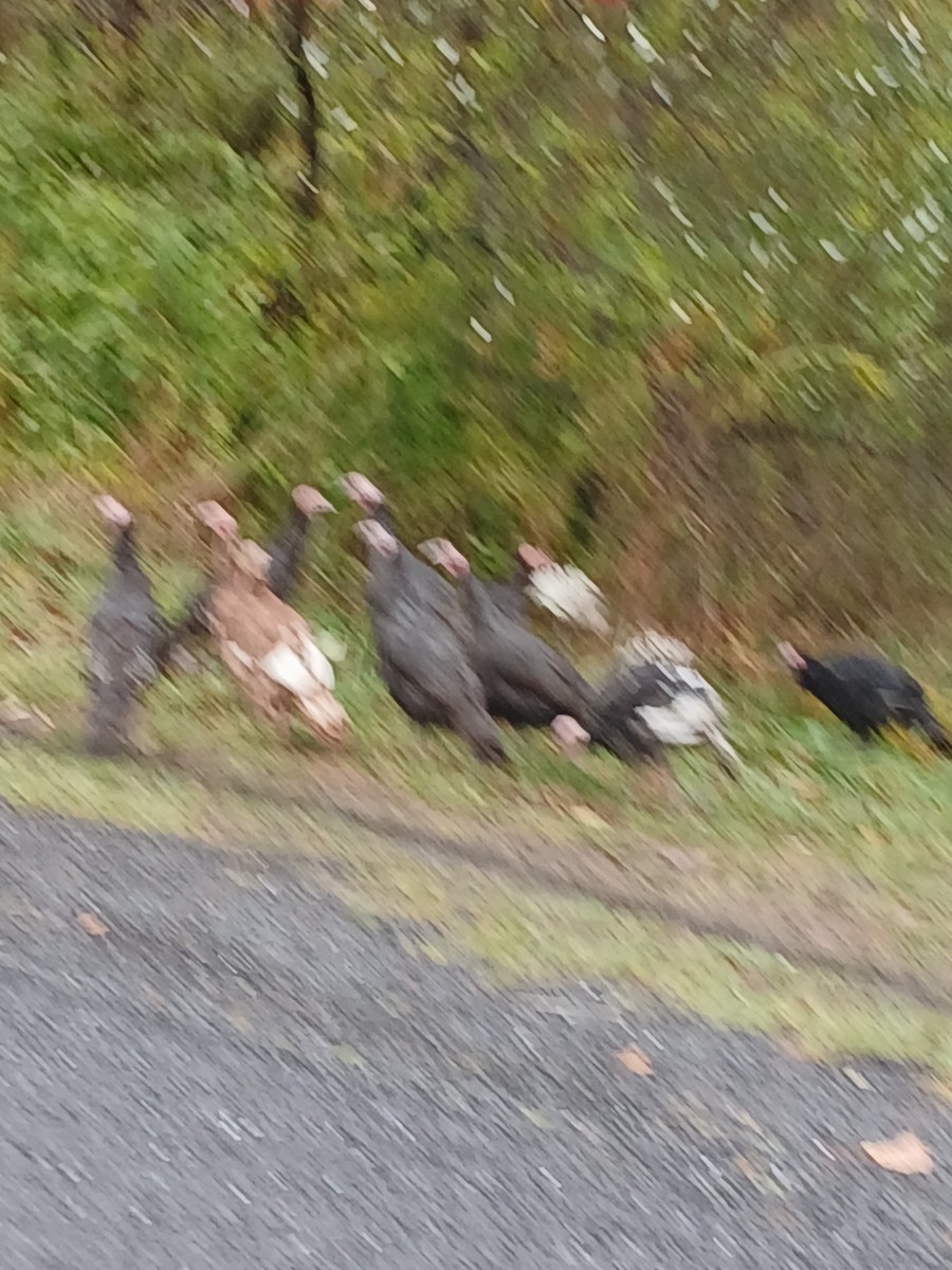 Wild Turkey - ML644389534