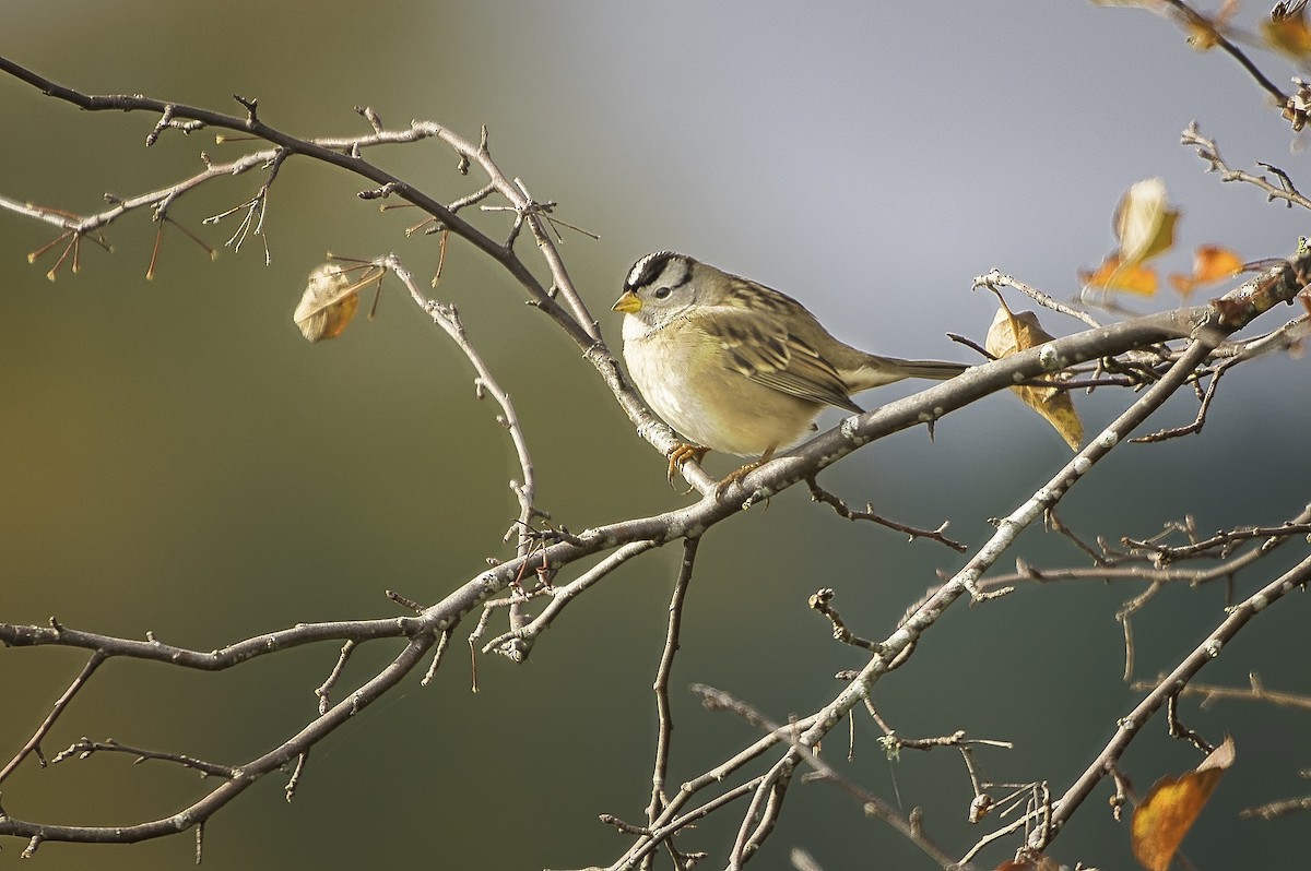 White-crowned Sparrow - ML644389535