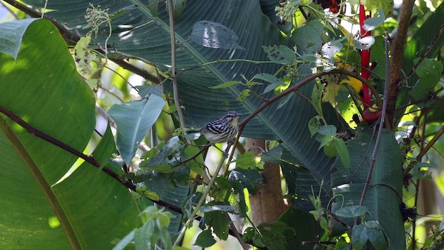 Stripe-chested Antwren - ML644389547