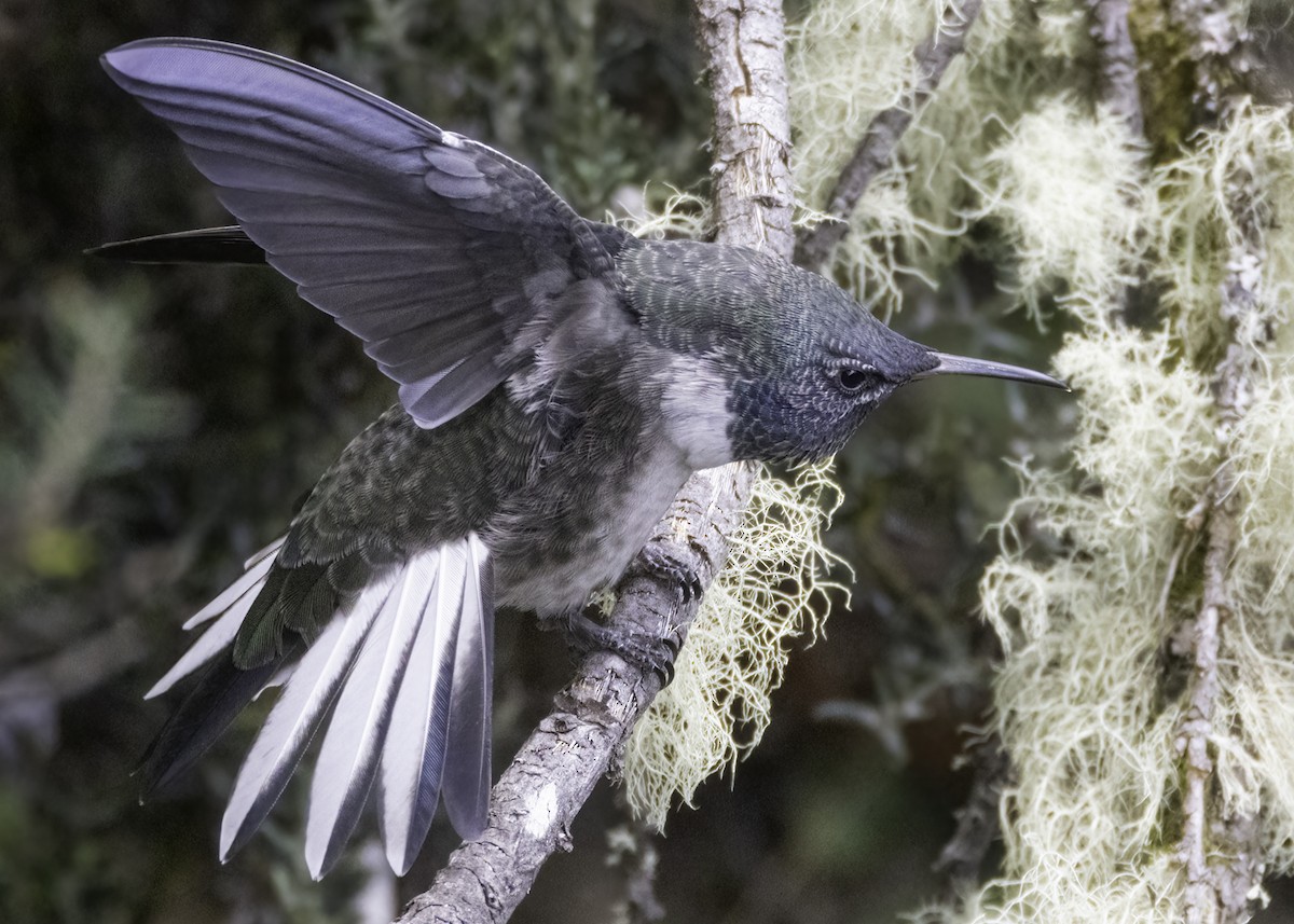 Ecuadorian Hillstar - ML644389556