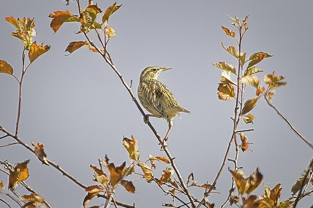 Western Meadowlark - ML644389563