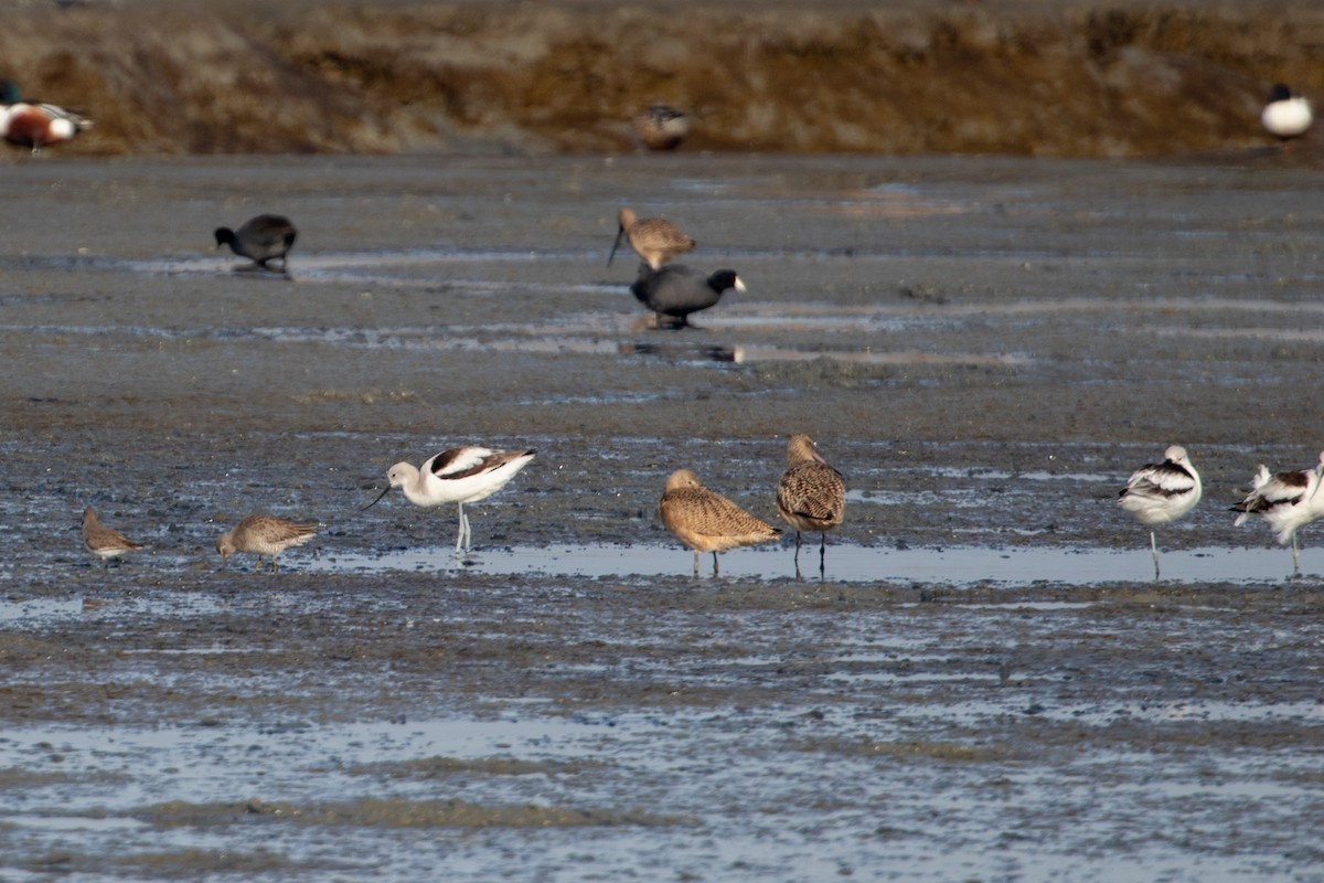 břehouš velký - ML644389587