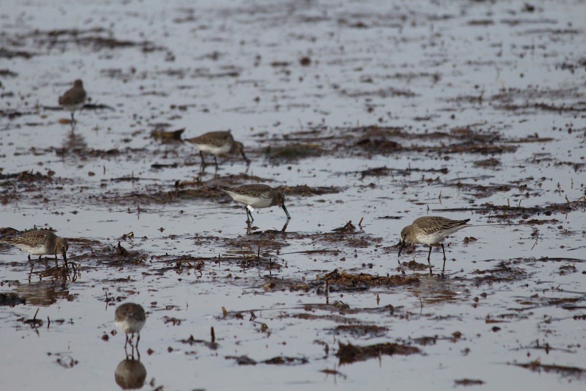 Dunlin - ML644389618