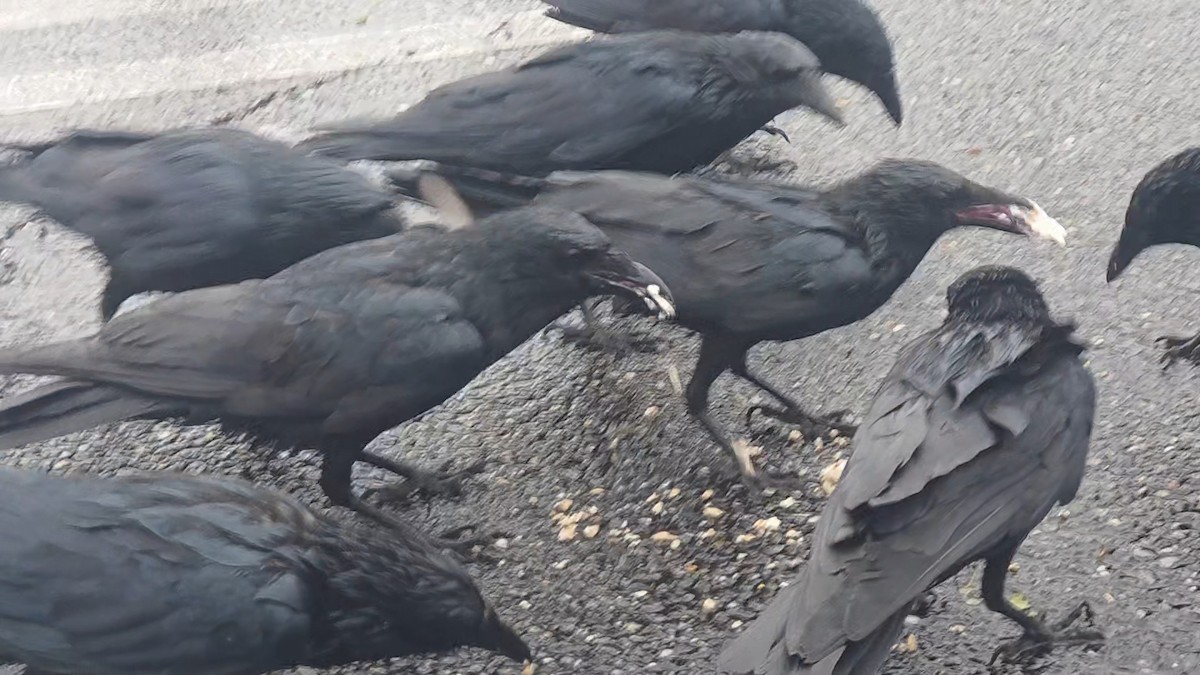 Balıkçı Karga - ML644389622