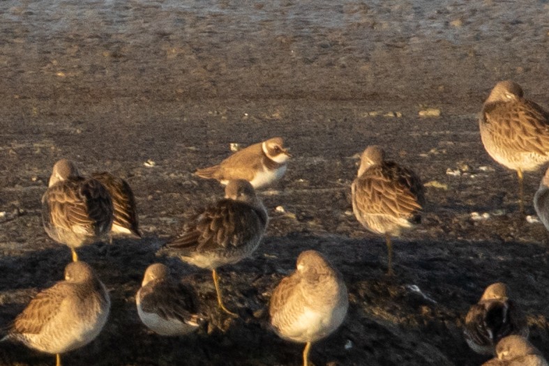 kulík kanadský - ML644389626