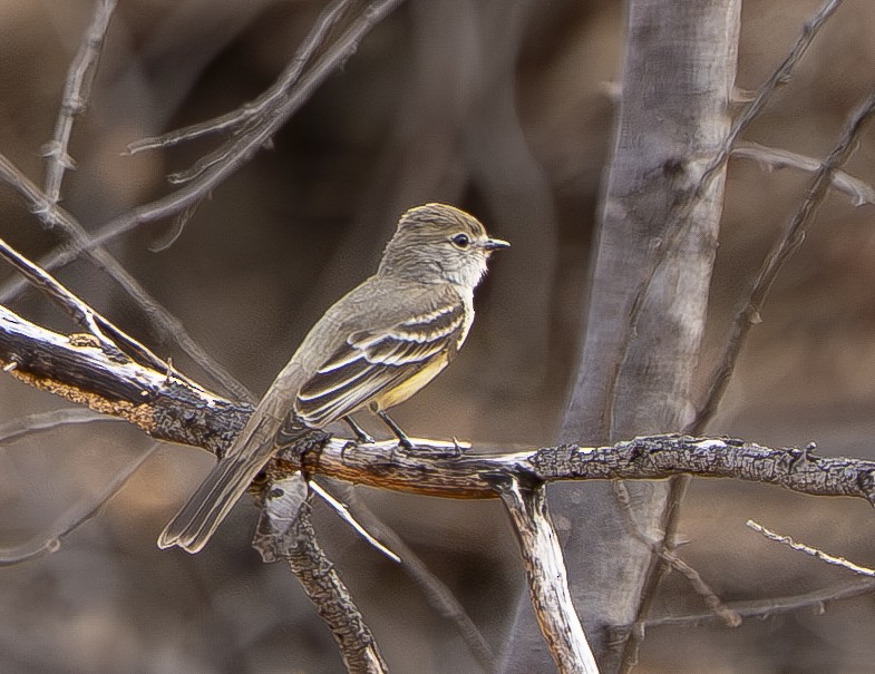 Southern Scrub-Flycatcher - ML644389636