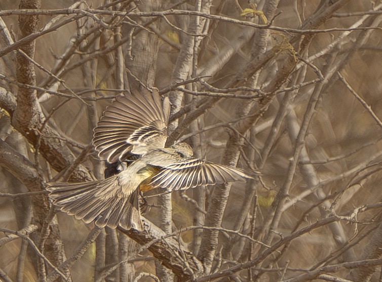 Southern Scrub-Flycatcher - ML644389637