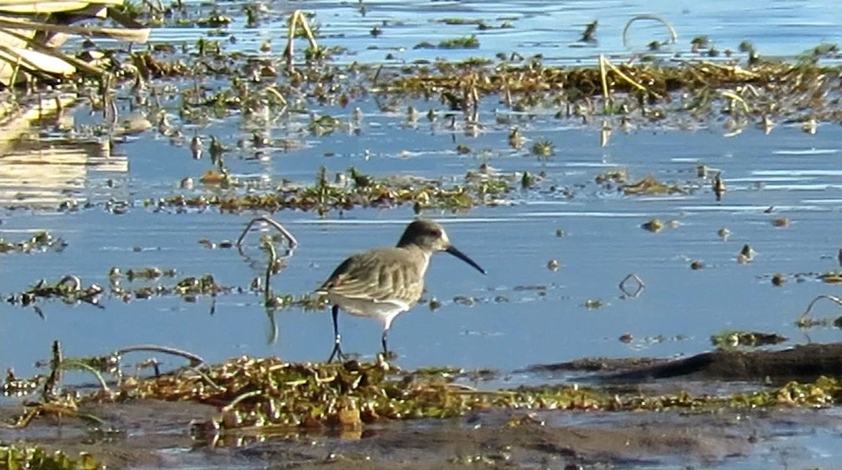 Хар элсэг - ML644389638