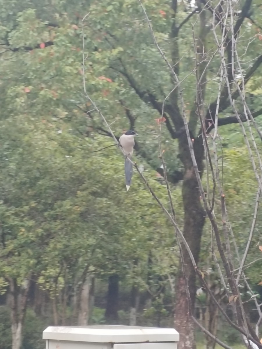 straka modrá [skupina cyanus] - ML644389643