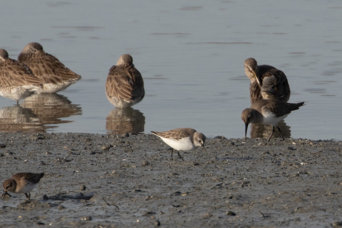 beringsnipe - ML644389654