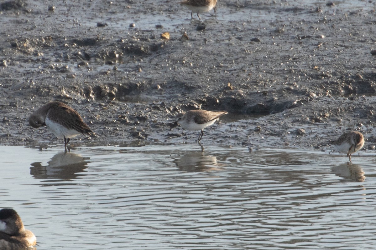 beringsnipe - ML644389655