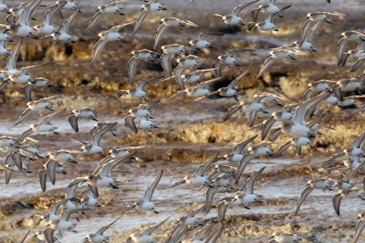 beringsnipe - ML644389656