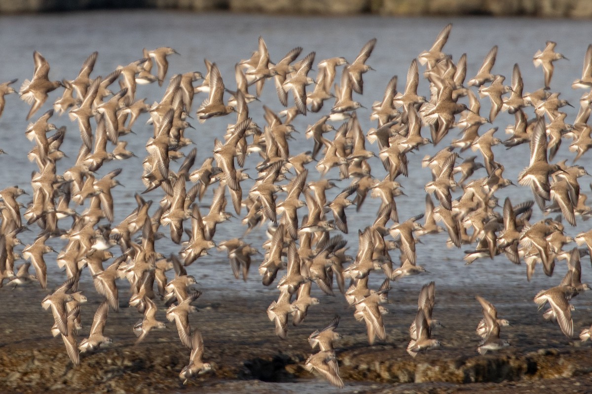 beringsnipe - ML644389657