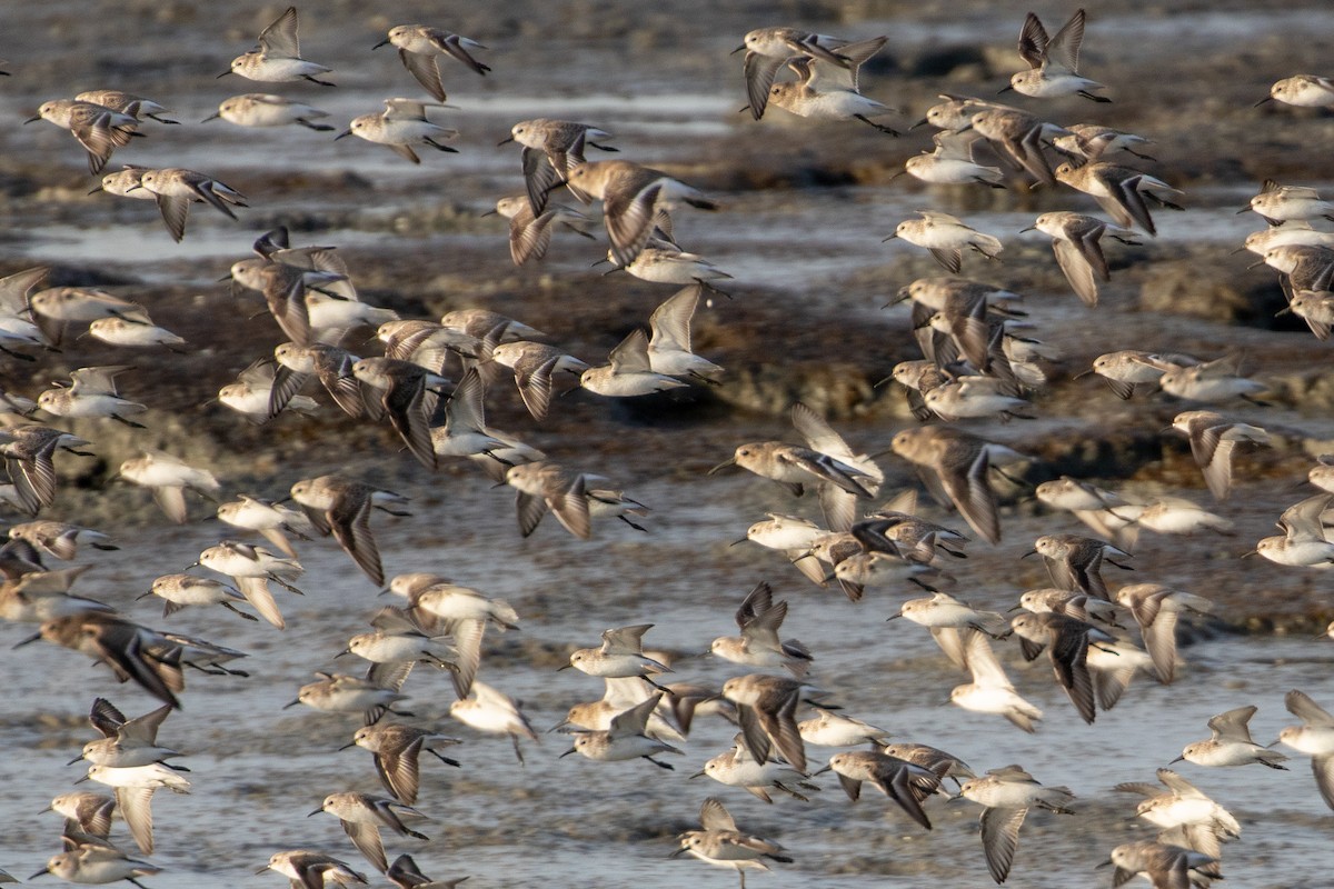 beringsnipe - ML644389659