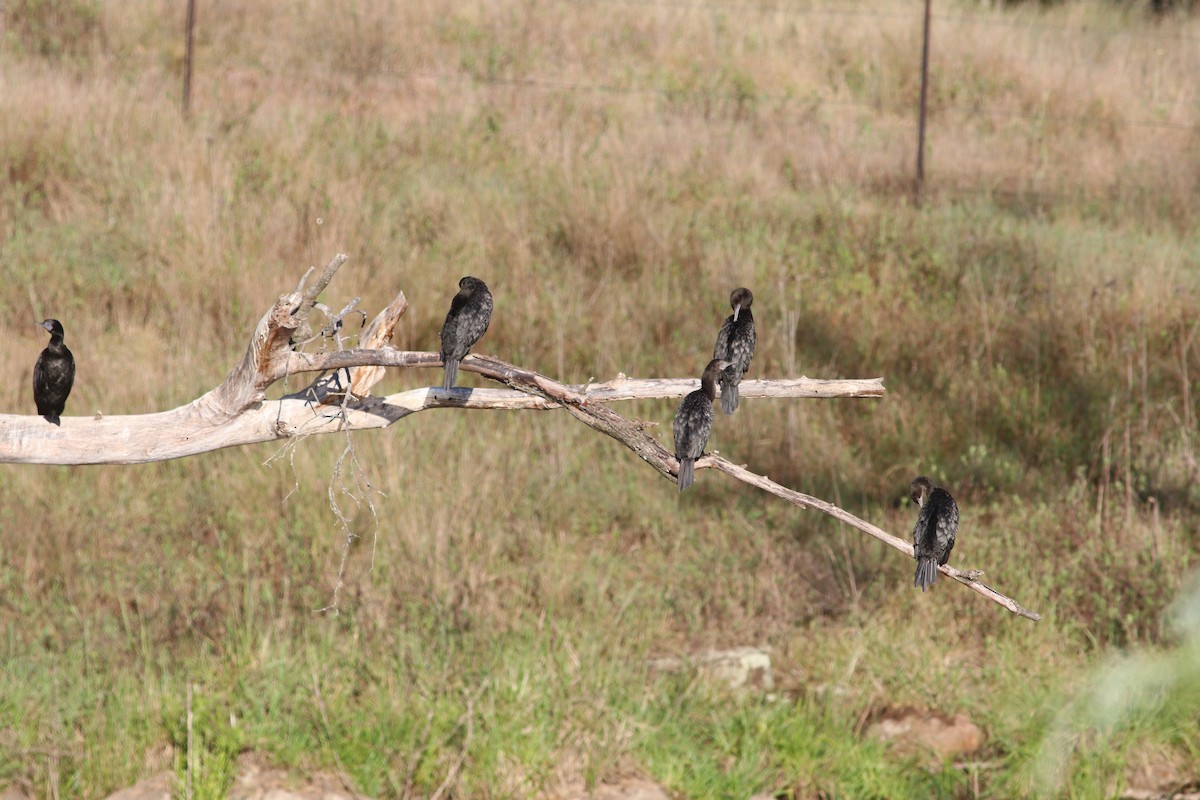 lagfiskeskarv - ML644389662