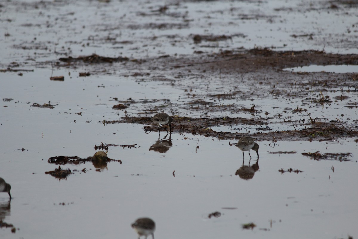 Dunlin - ML644389666