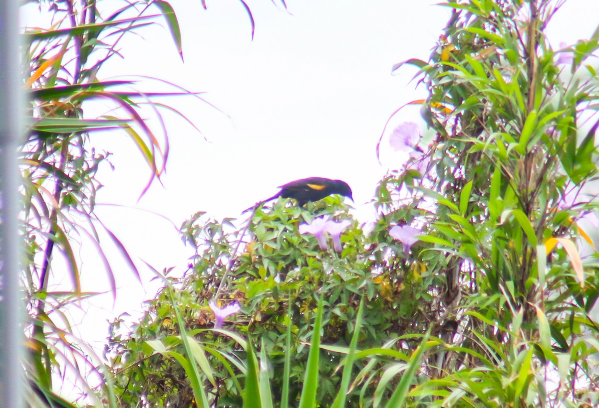 Variable Oriole - ML644389681