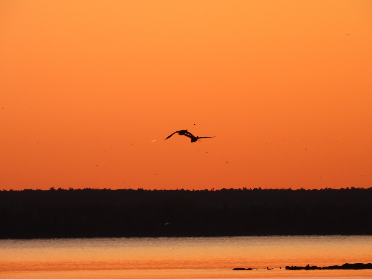 Канад галуу - ML644389687