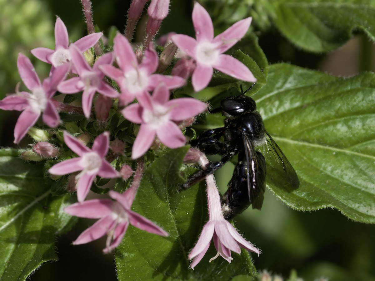 Southern Carpenter Bee - ML644389699