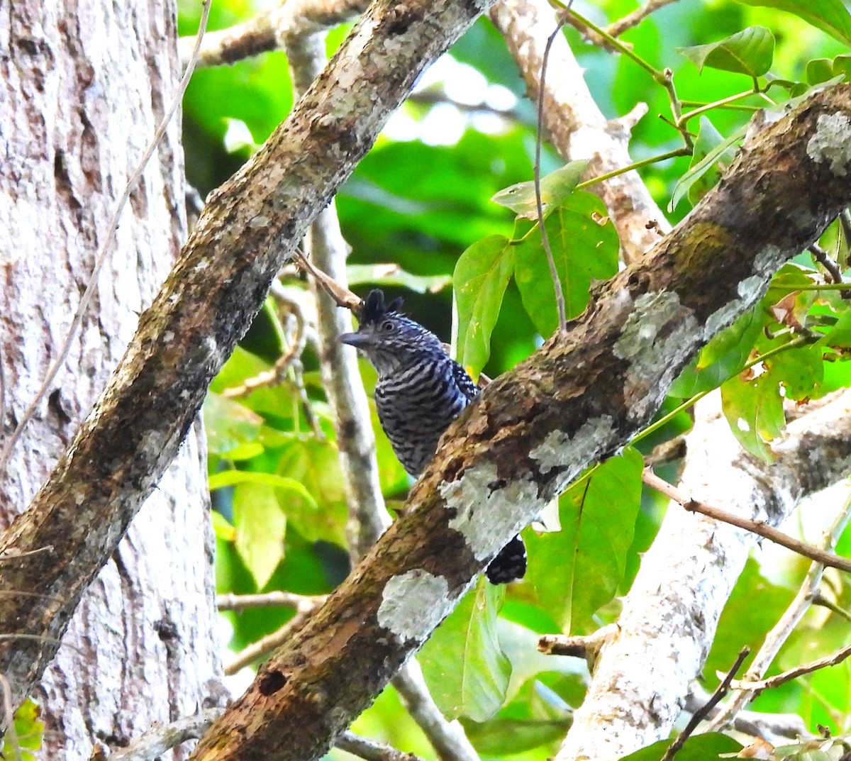 Barred Antshrike - ML644389720