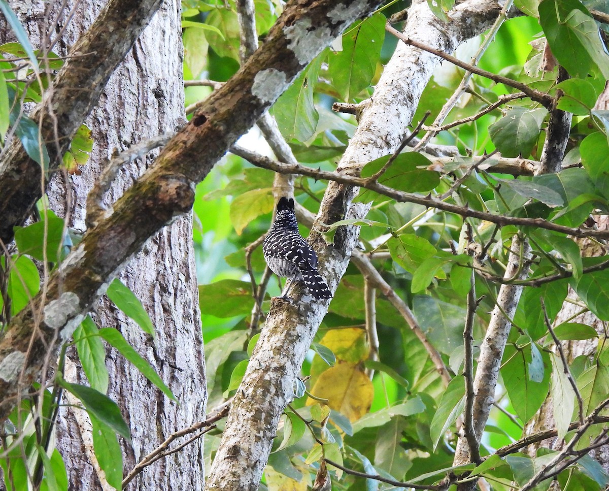 Barred Antshrike - ML644389721