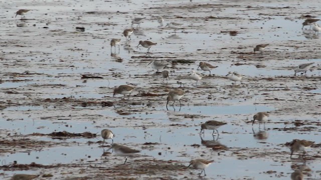 jespák písečný - ML644389730