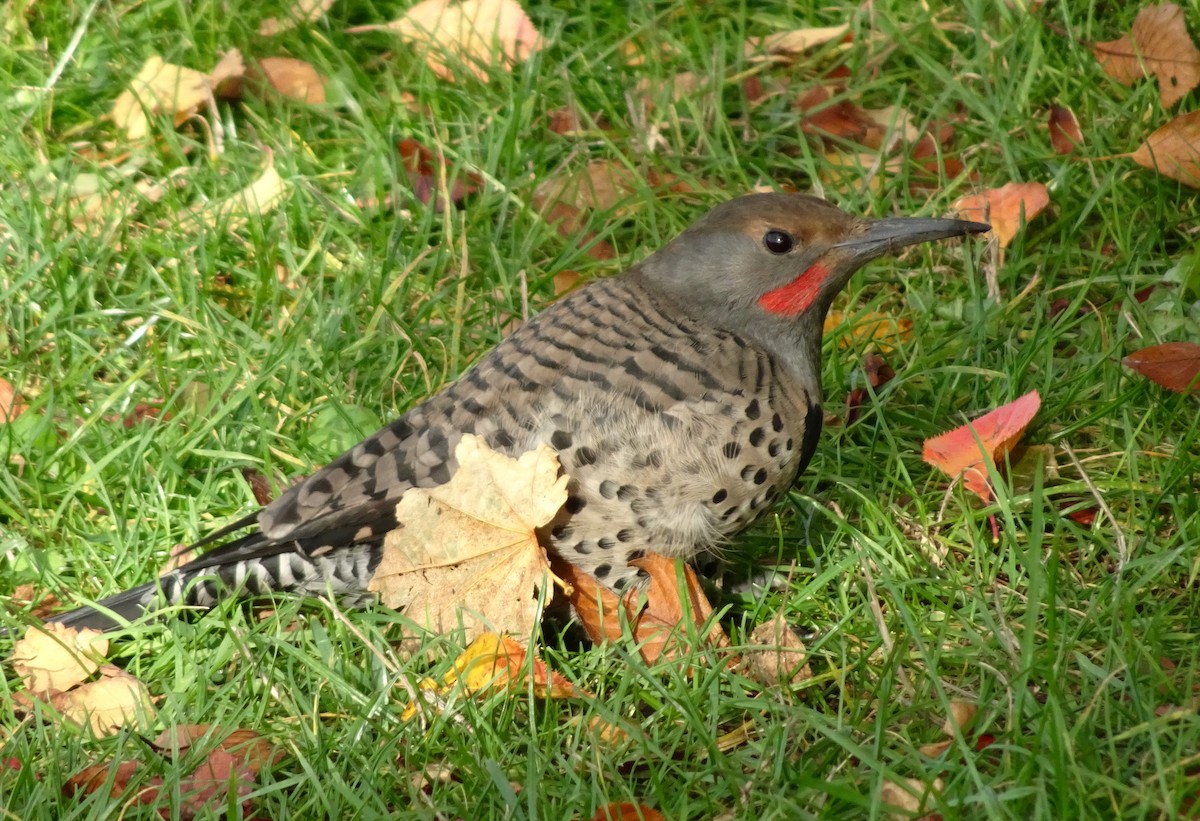 Декол золотистий - ML644389731