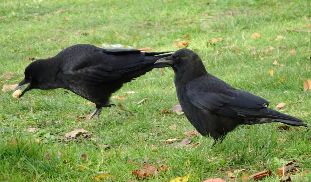 Ворона американська - ML644389741