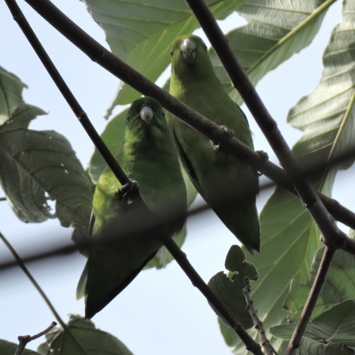 Cobalt-rumped Parrotlet - ML644389744