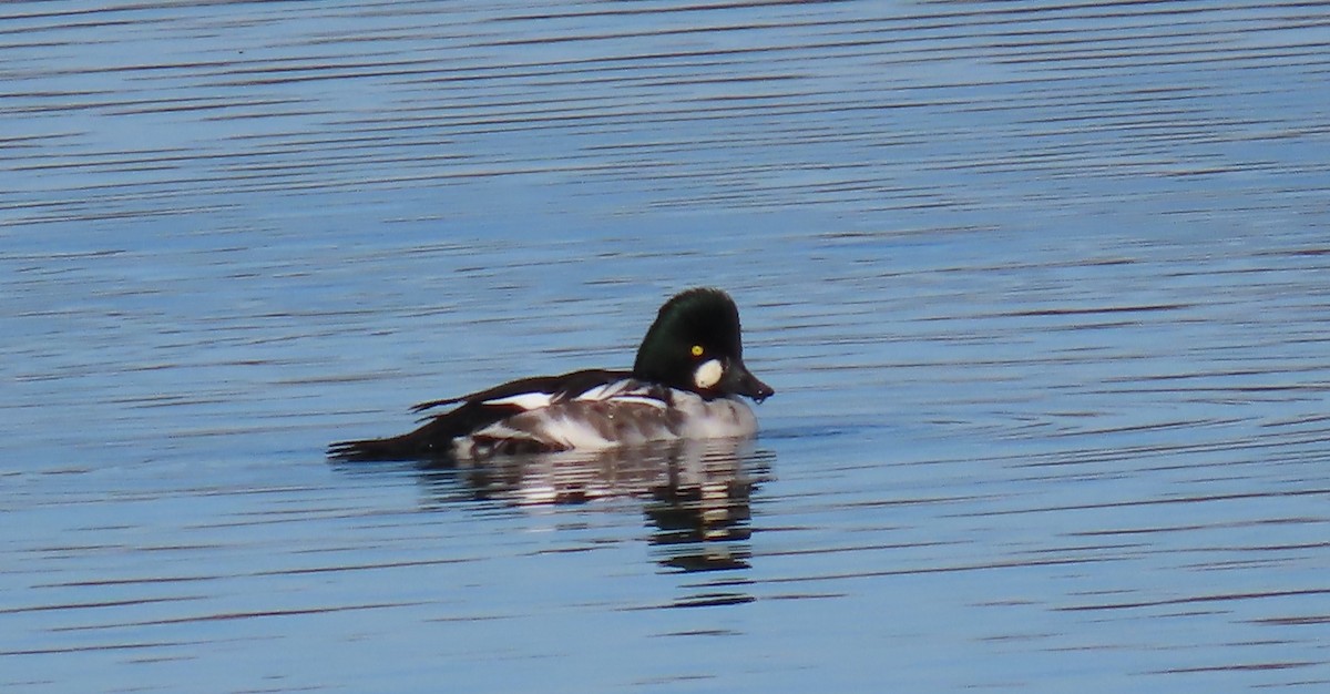 Гоголь - ML644389753