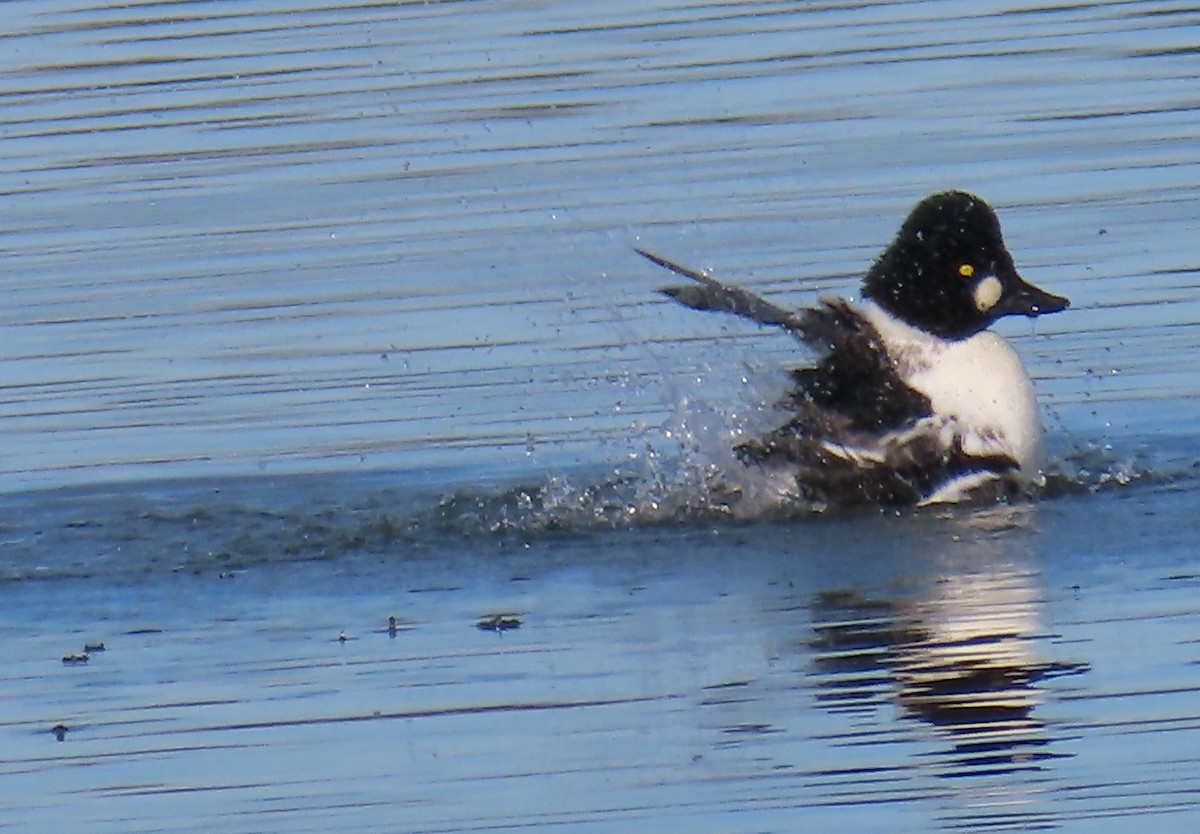 Гоголь - ML644389754