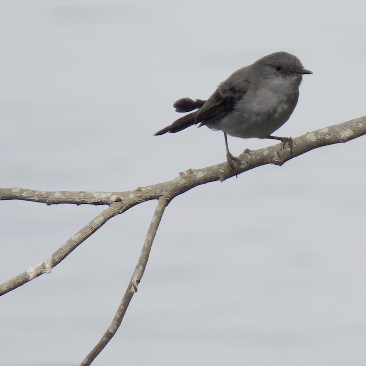 Sooty Tyrannulet - ML644389756