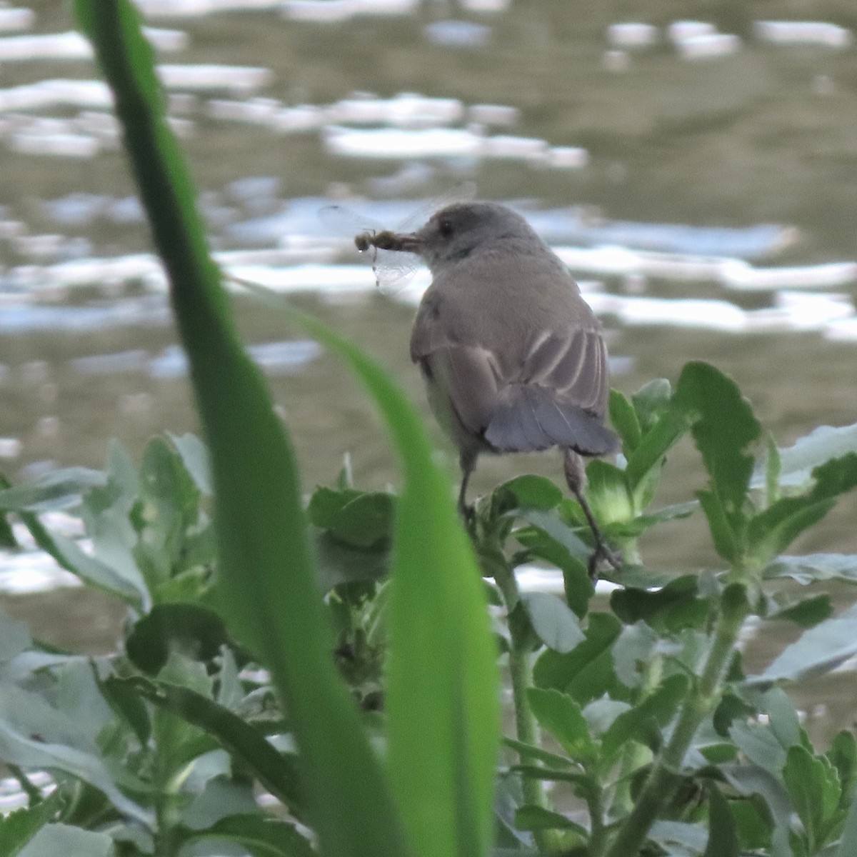 Sooty Tyrannulet - ML644389757