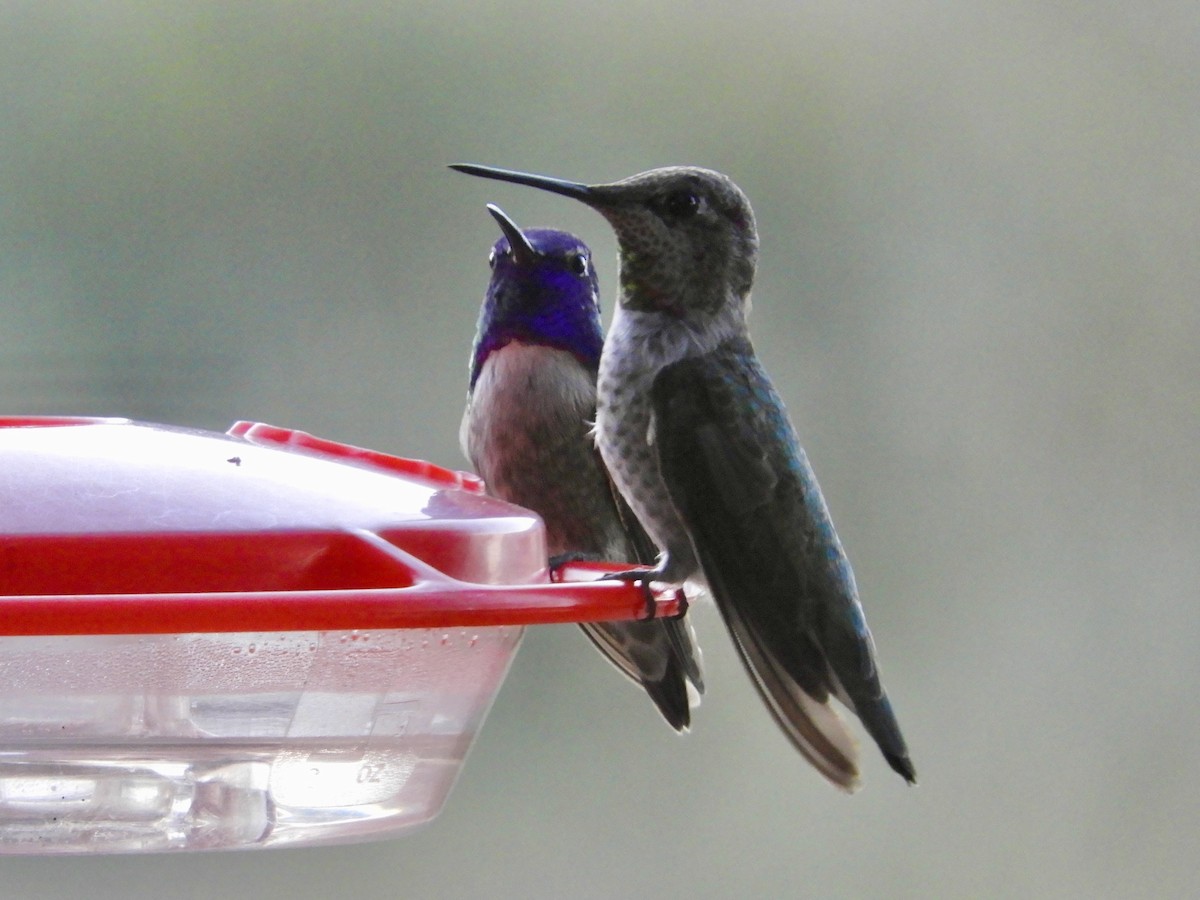 Costa's Hummingbird - ML644389758