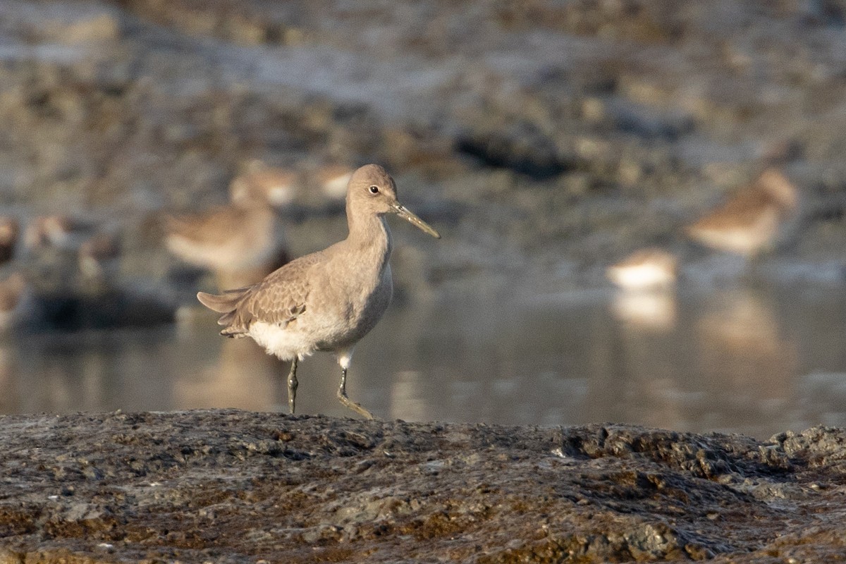 Willet - ML644389759