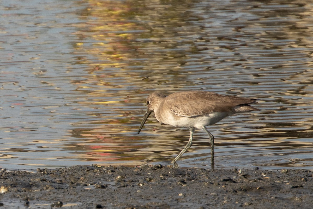 Willet - ML644389760