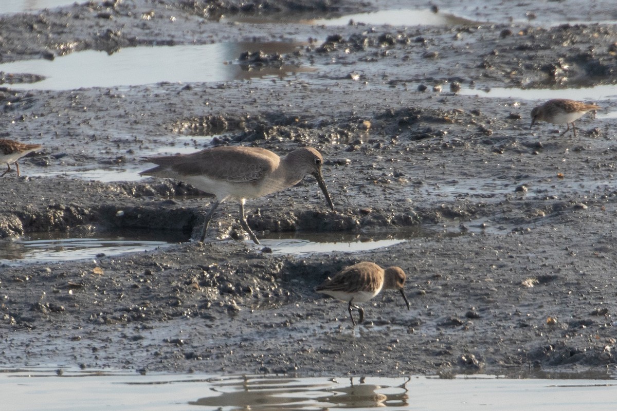 Willet - ML644389761