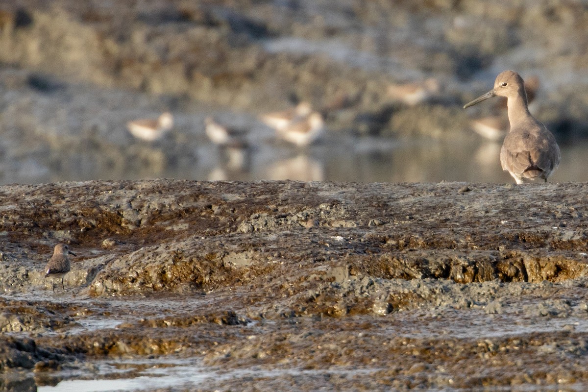 Willet - ML644389762