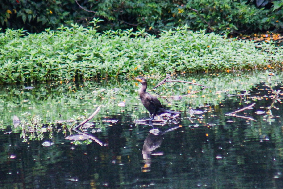 flodskarv - ML644389772