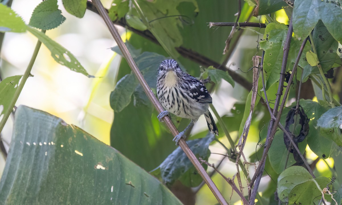 stripebrystmaursmett - ML644389780