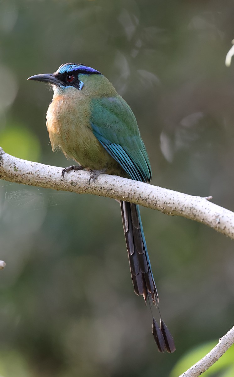 Lesson's Motmot - ML644389785