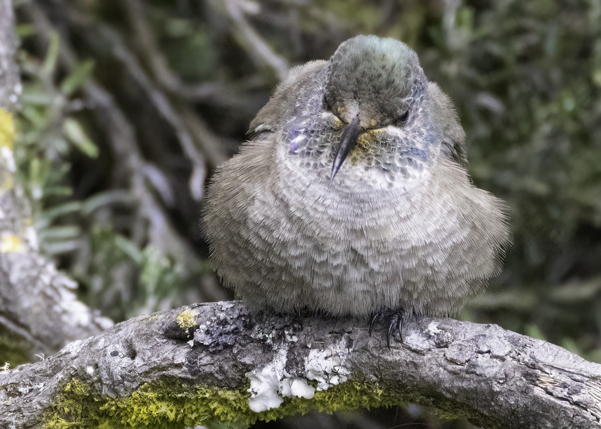 Ecuadorian Hillstar - ML644389788