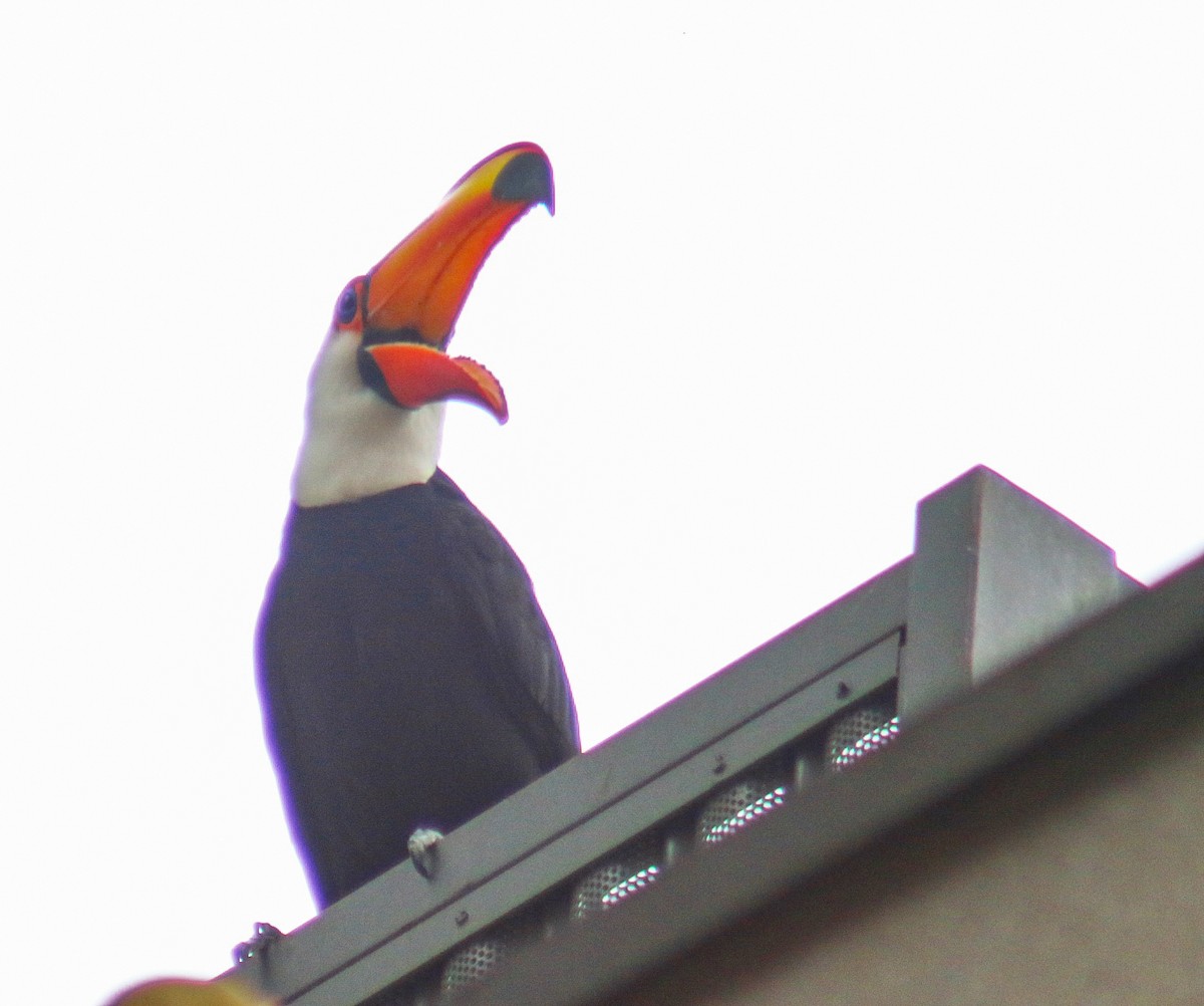 オニオオハシ - ML644389790