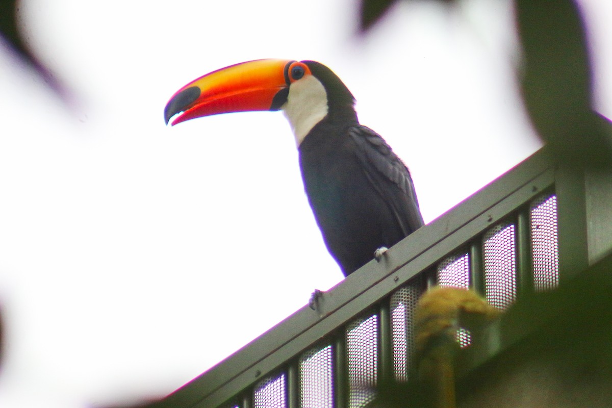 オニオオハシ - ML644389792